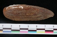 藏品(琵琶湖矛蚌)的圖片